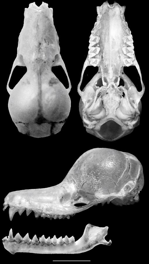 Abaco Camping El Bolson