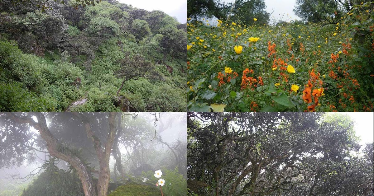 Bosquecito De La Vía