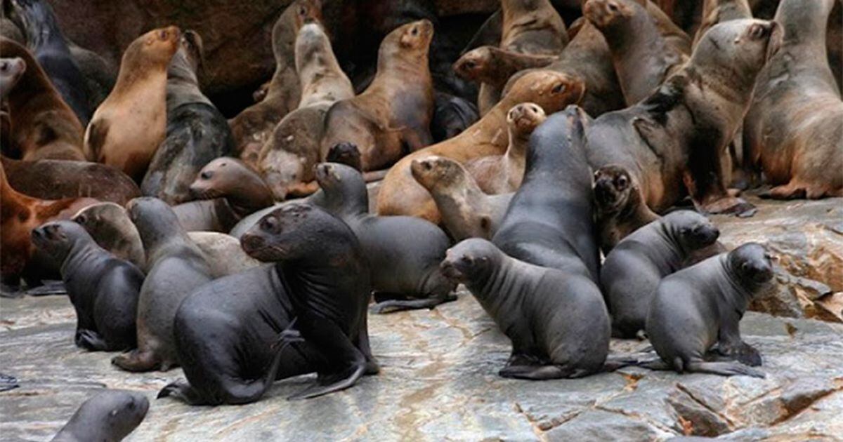 Club De Pesca Lobos