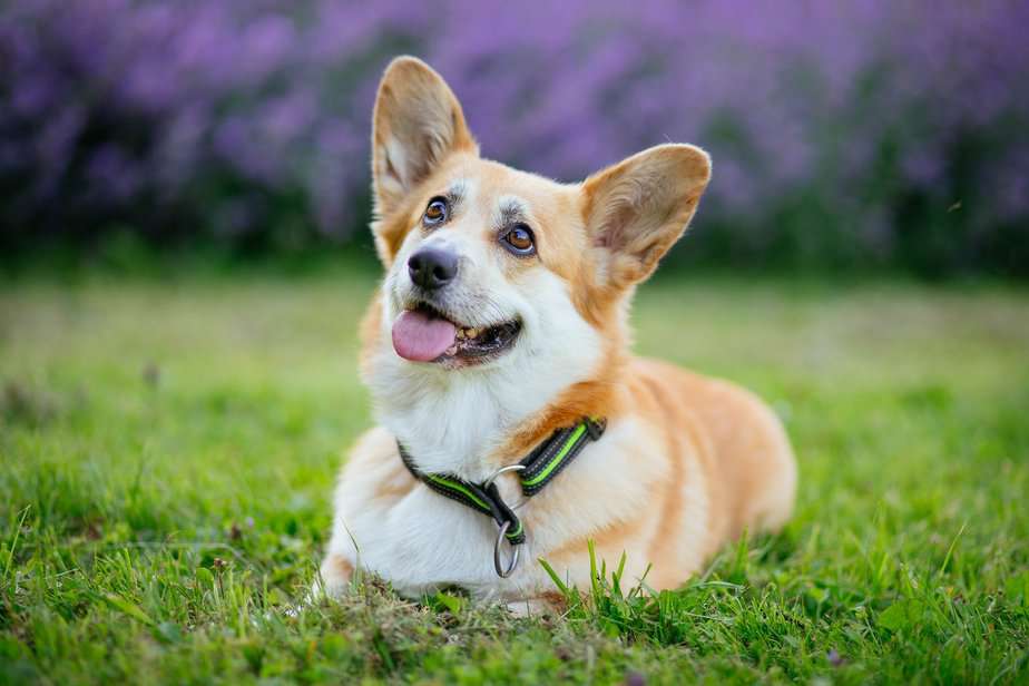 El Cachorro