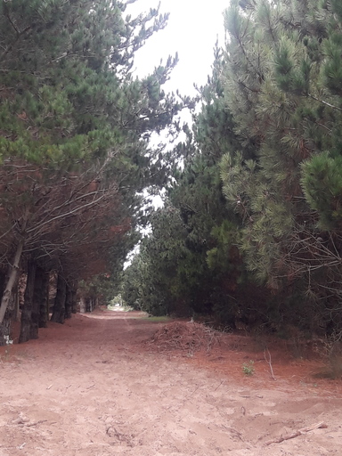 El Pinar De La Lucila Del Mar